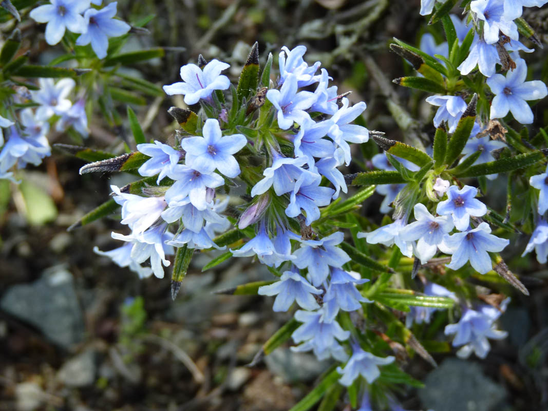 Lithodora zahnii photo